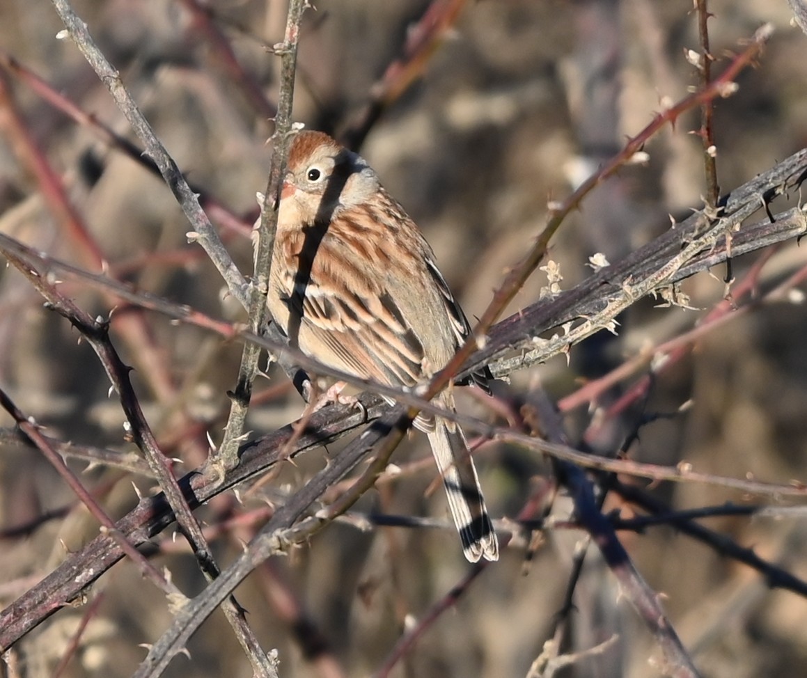 Bruant des marais - ML647072423