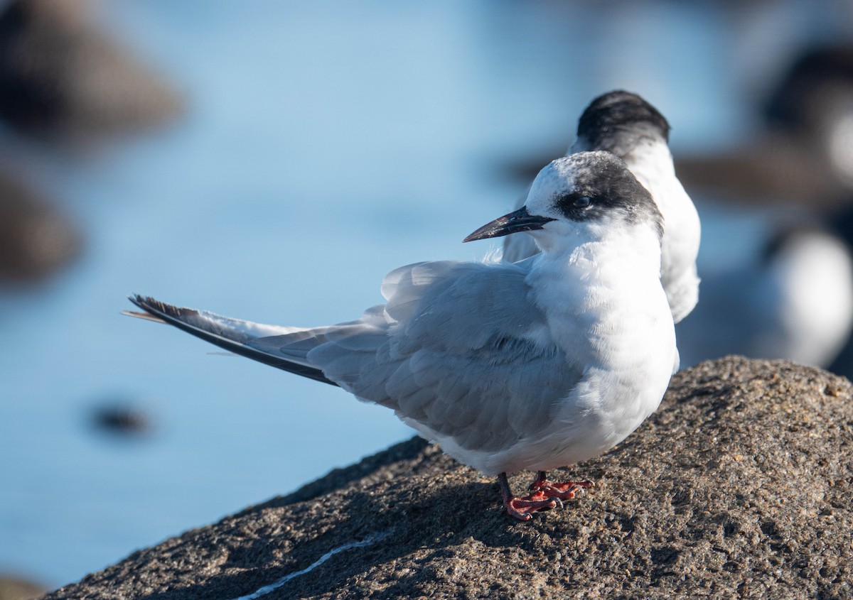 Sterne couronnée - ML647072424