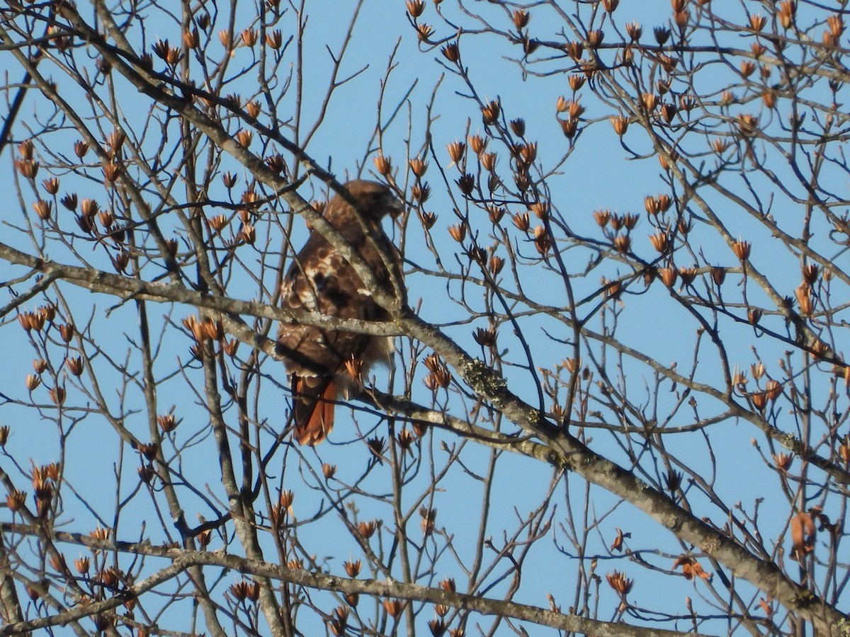 Busardo Colirrojo - ML647072425
