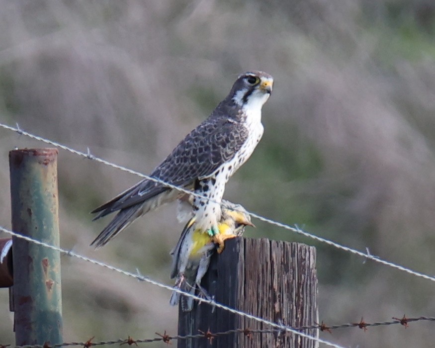 Faucon des prairies - ML647072426