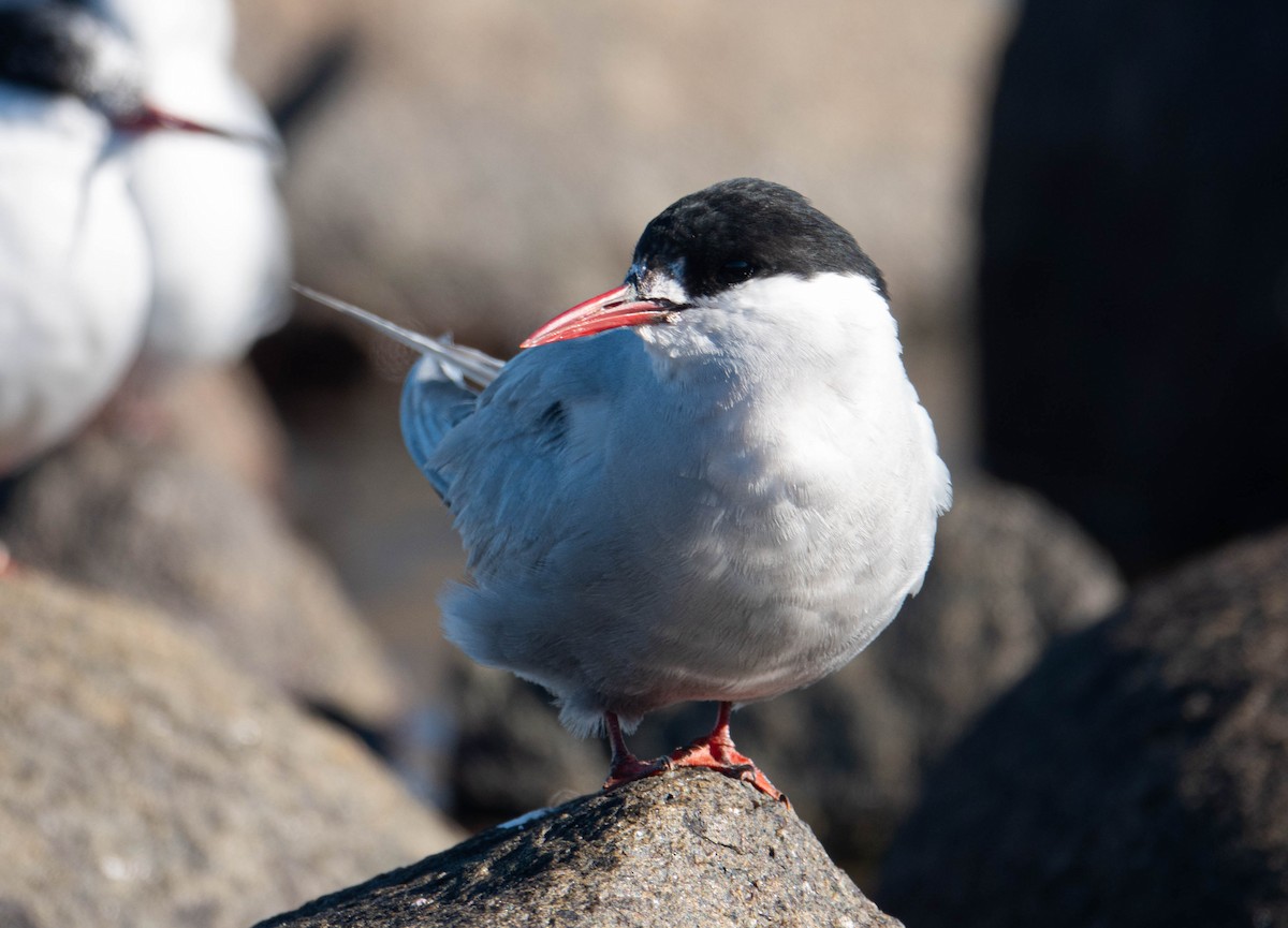 Sterne couronnée - ML647072427