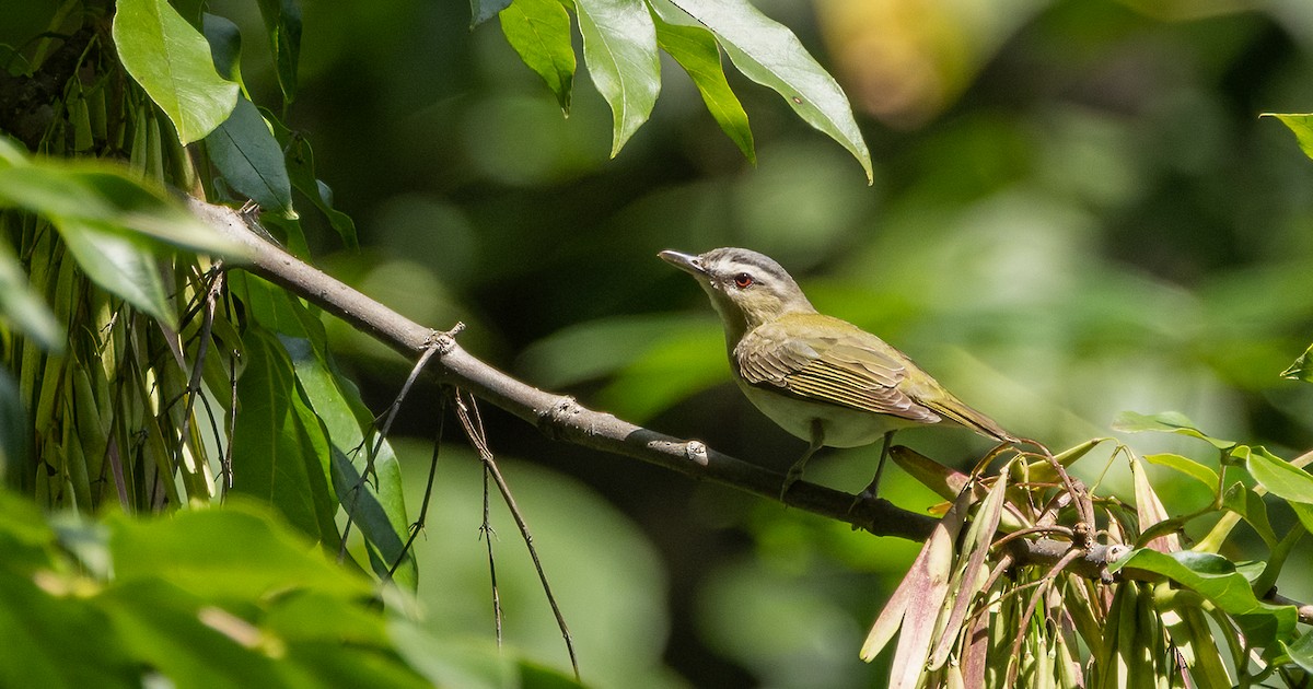 Viréo aux yeux rouges - ML647072428