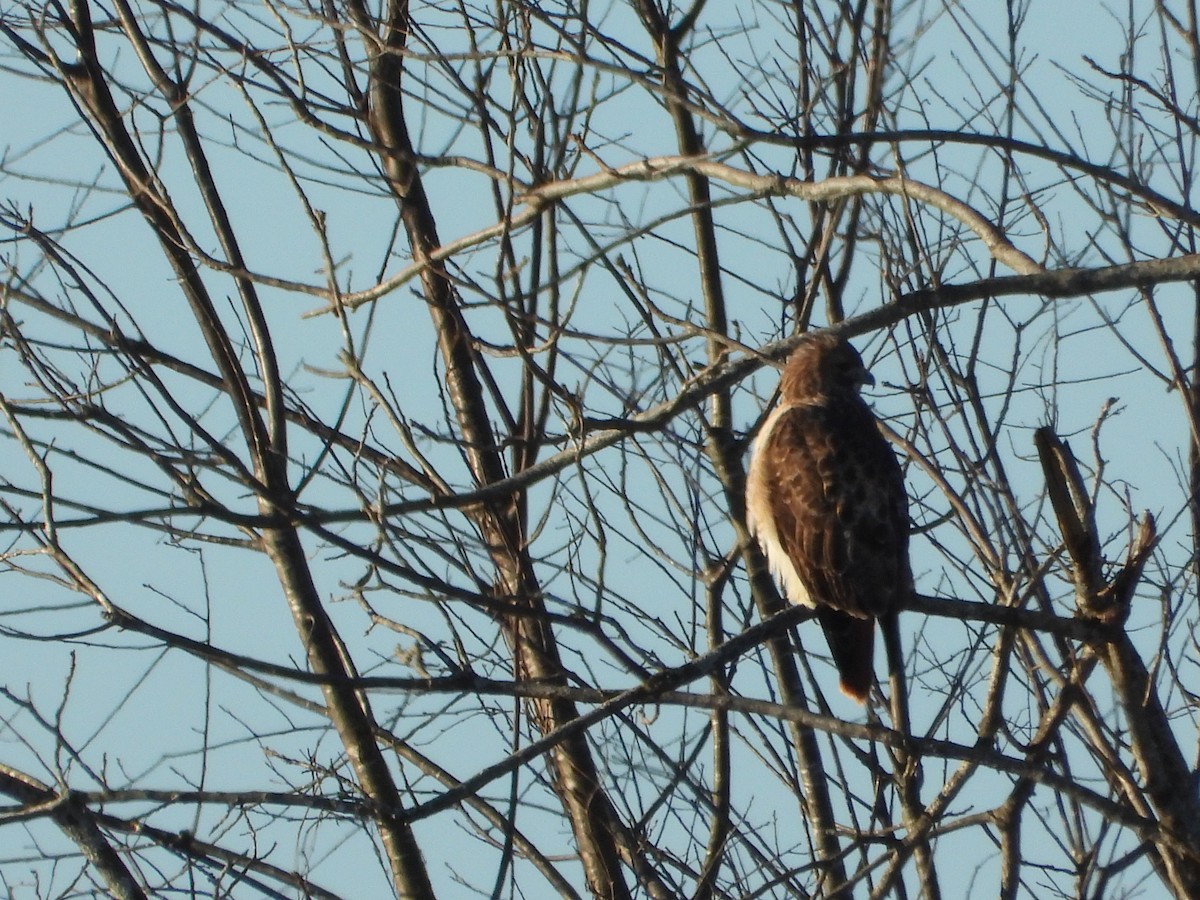 Busardo Colirrojo - ML647072429