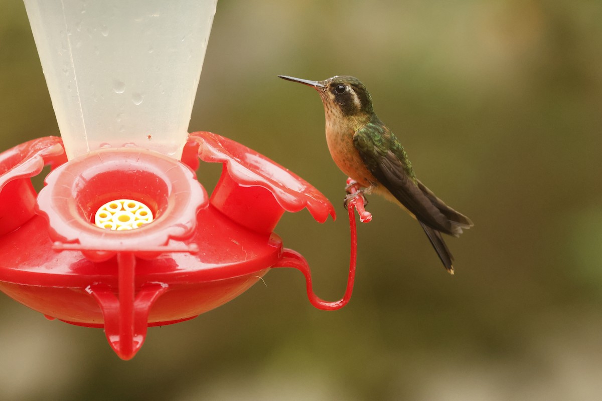 Colibri moucheté - ML647072430