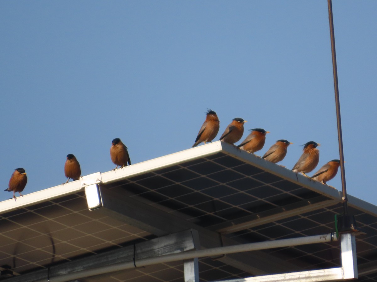 Étourneau des pagodes - ML647072431