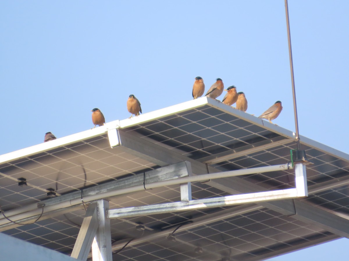 Étourneau des pagodes - ML647072432