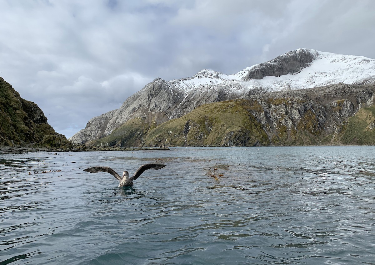 Pétrel de Hall - ML647072433