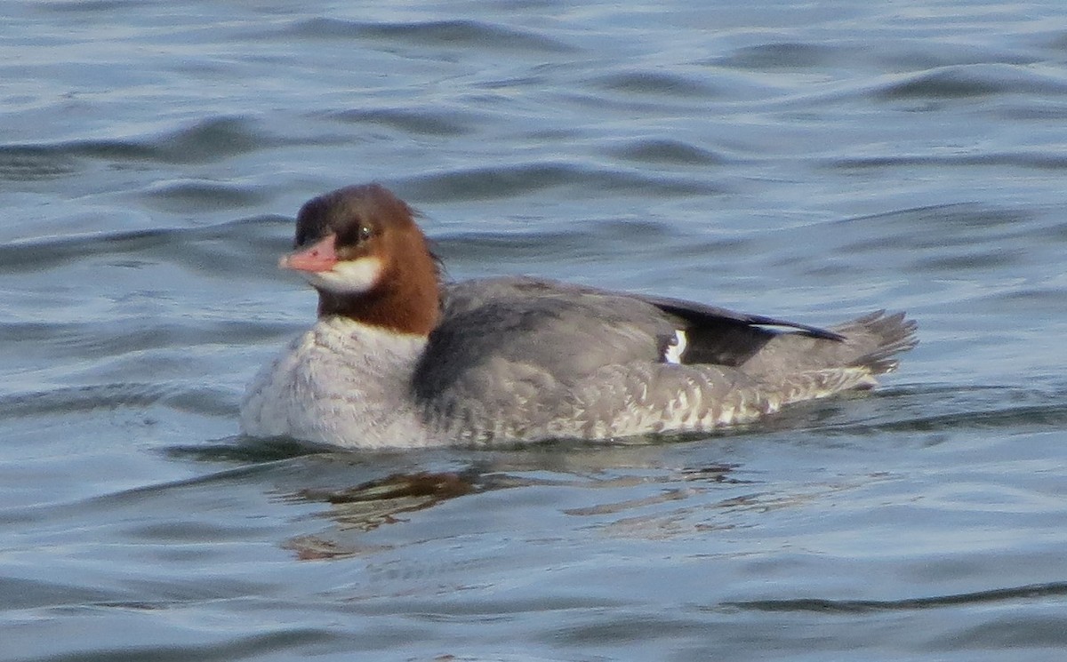 Grand Harle - ML647072434