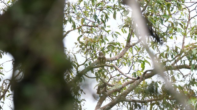 Collared Owlet - ML647072443