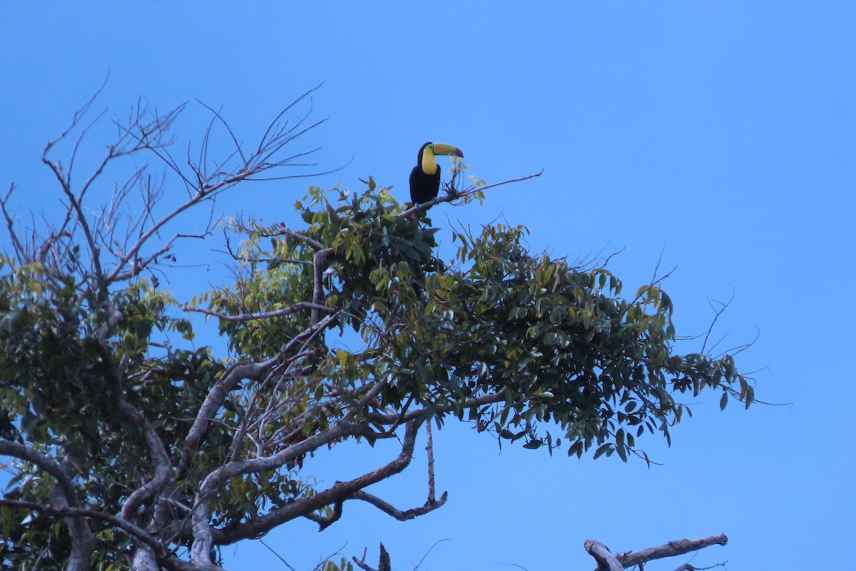 Toucan à carène - ML647072444