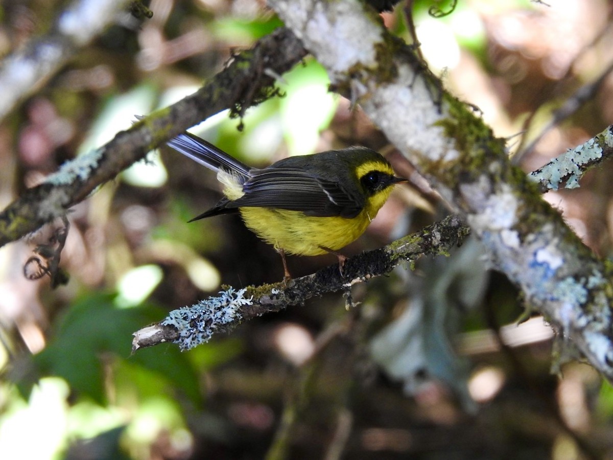 Yellow-bellied Fairy-Fantail - ML647072445