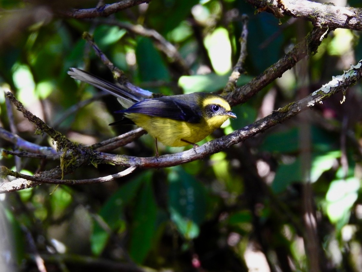 Yellow-bellied Fairy-Fantail - ML647072446
