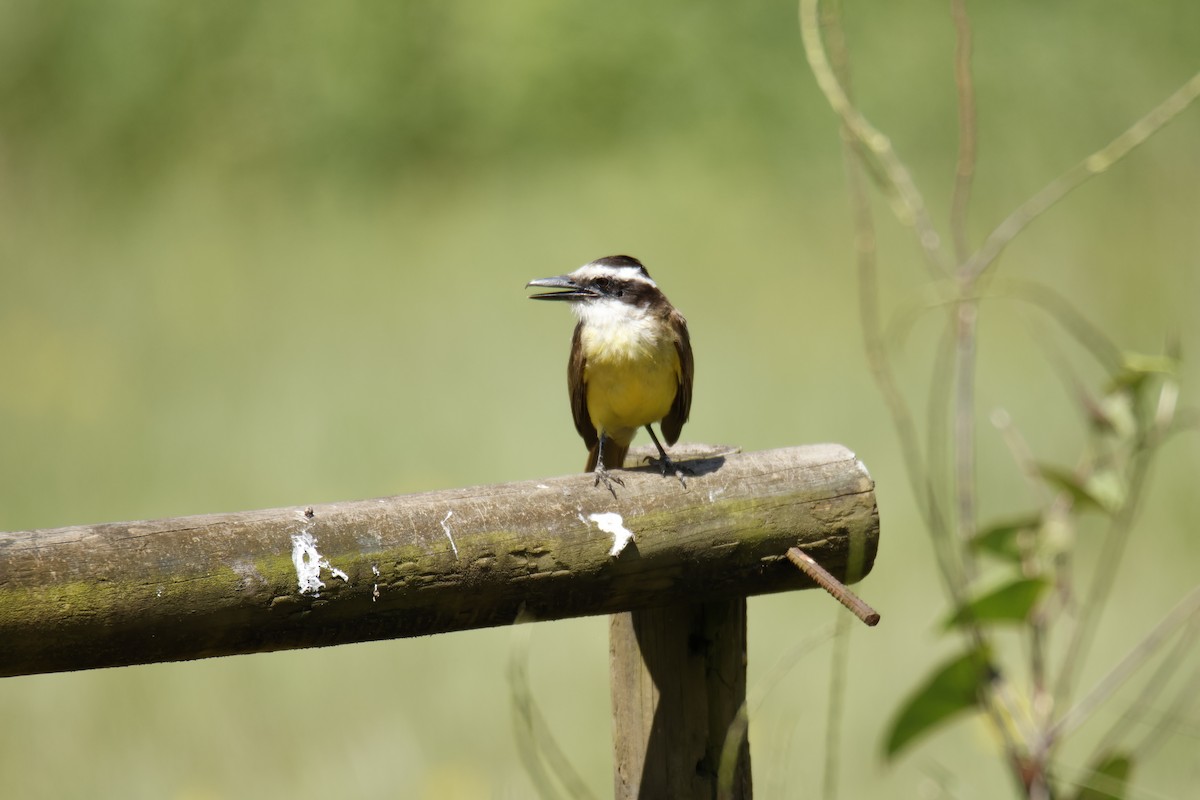 キバラオオタイランチョウ - ML647072449