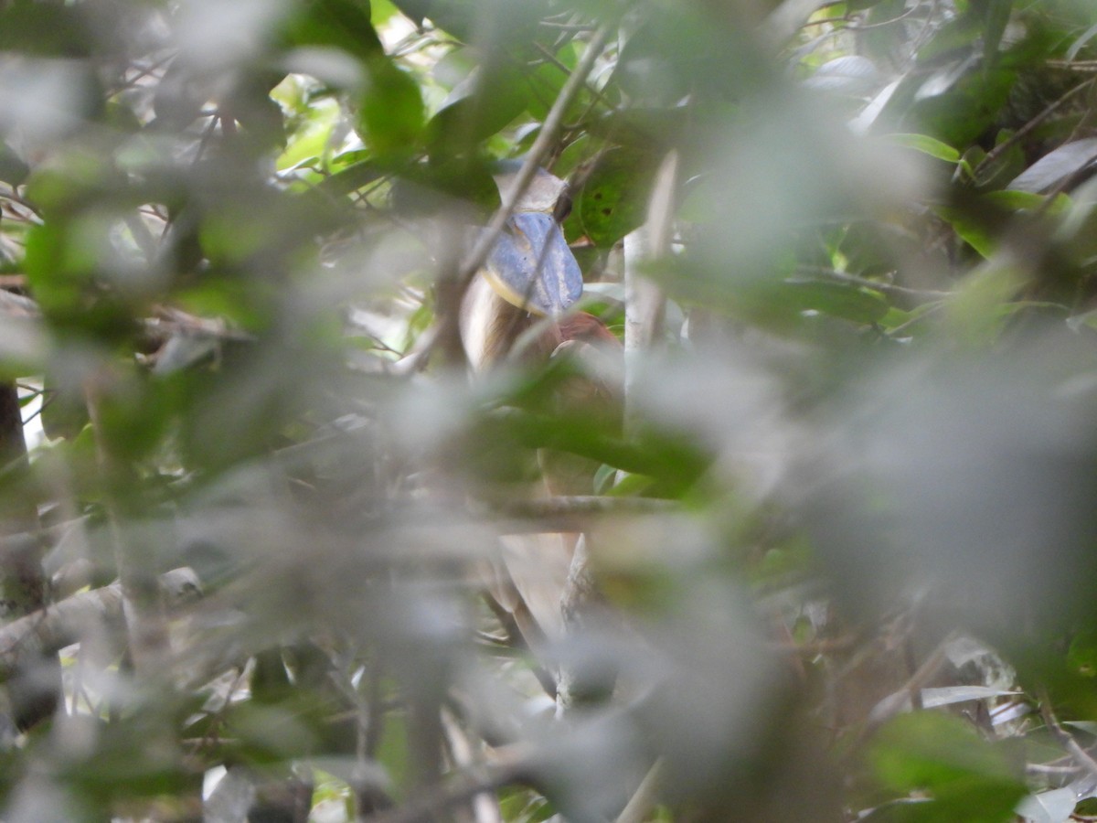 Boat-billed Heron - ML647072454