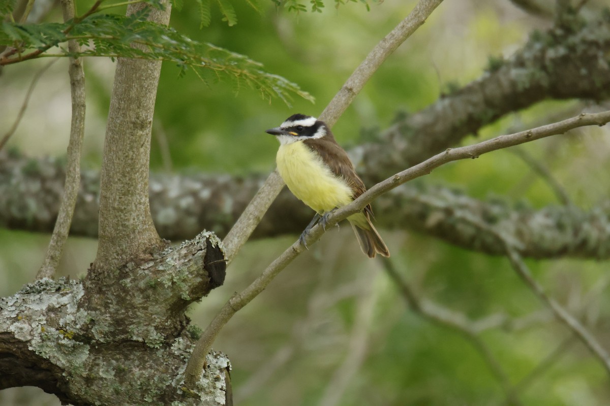 キバラオオタイランチョウ - ML647072457