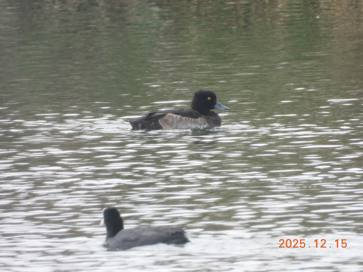 Tufted Duck - ML647072460