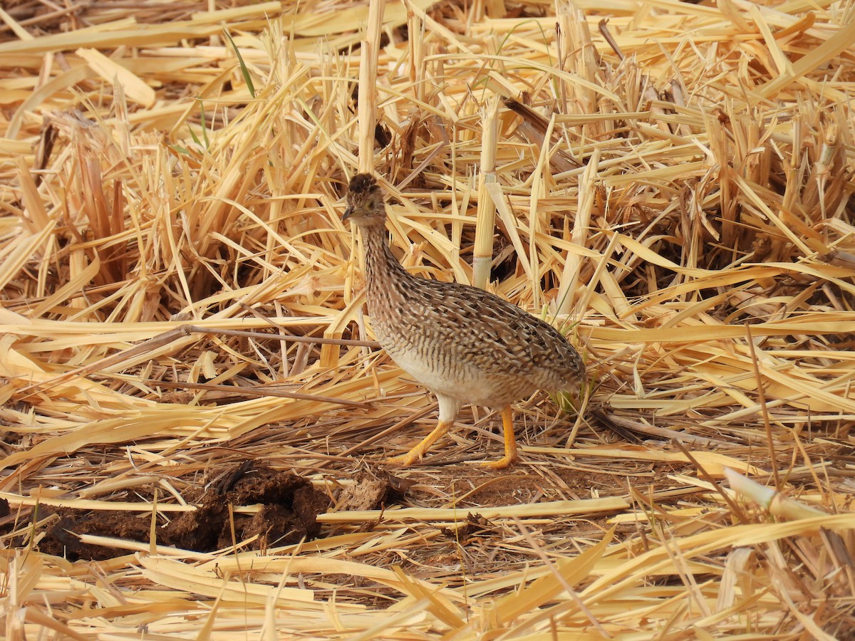 White-bellied Nothura - ML647072467