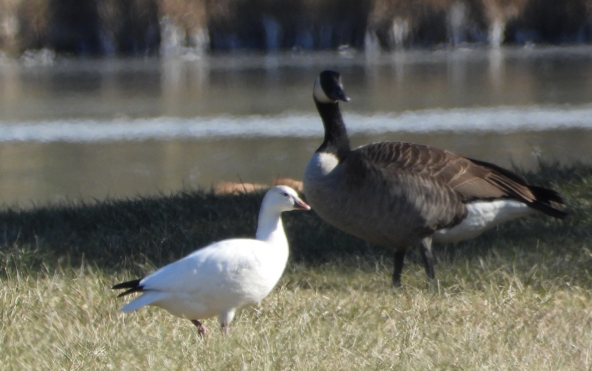 Ross's Goose - ML647072472