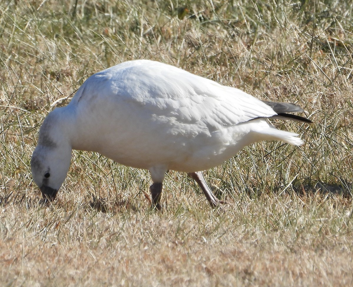 Ross's Goose - ML647072473