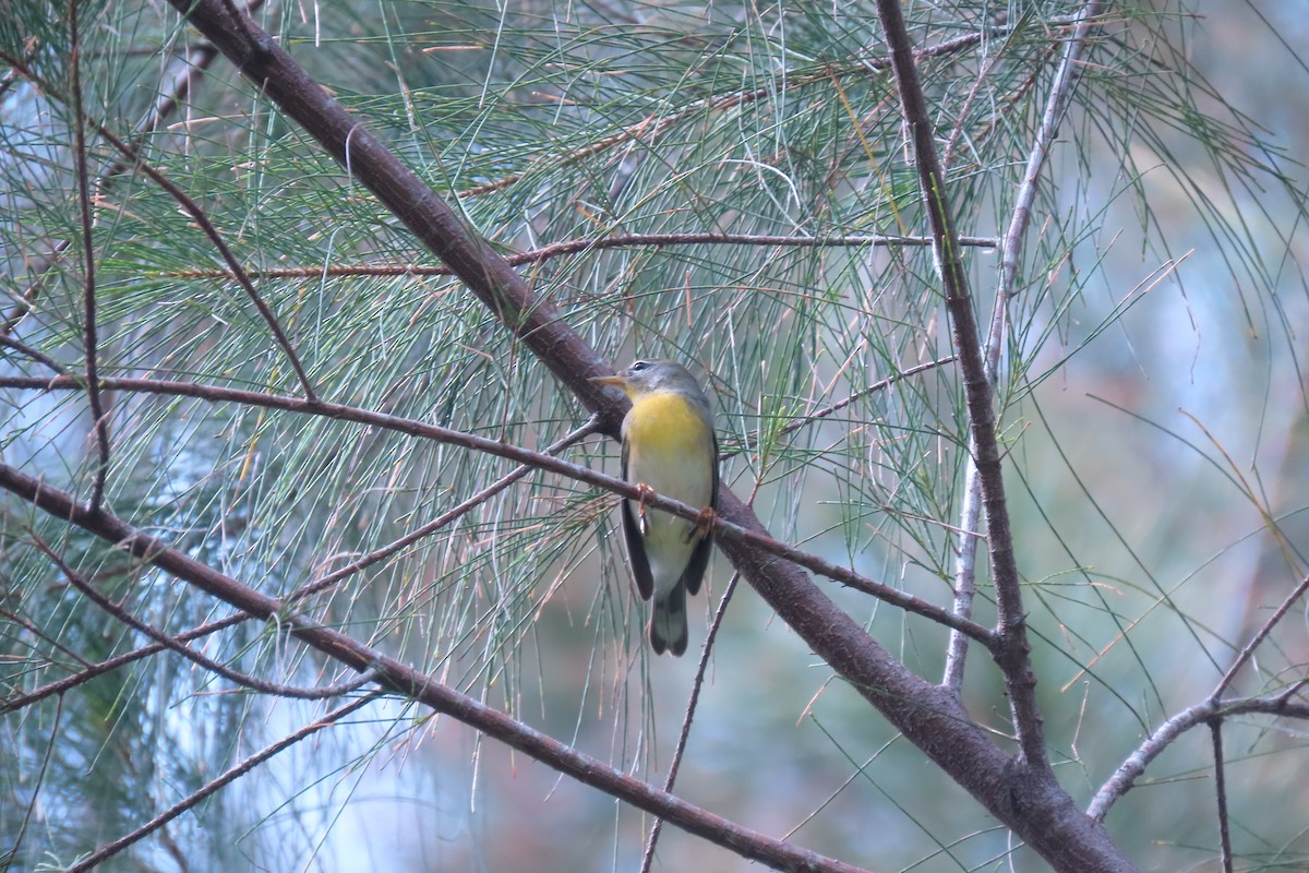 Northern Parula - ML647072482