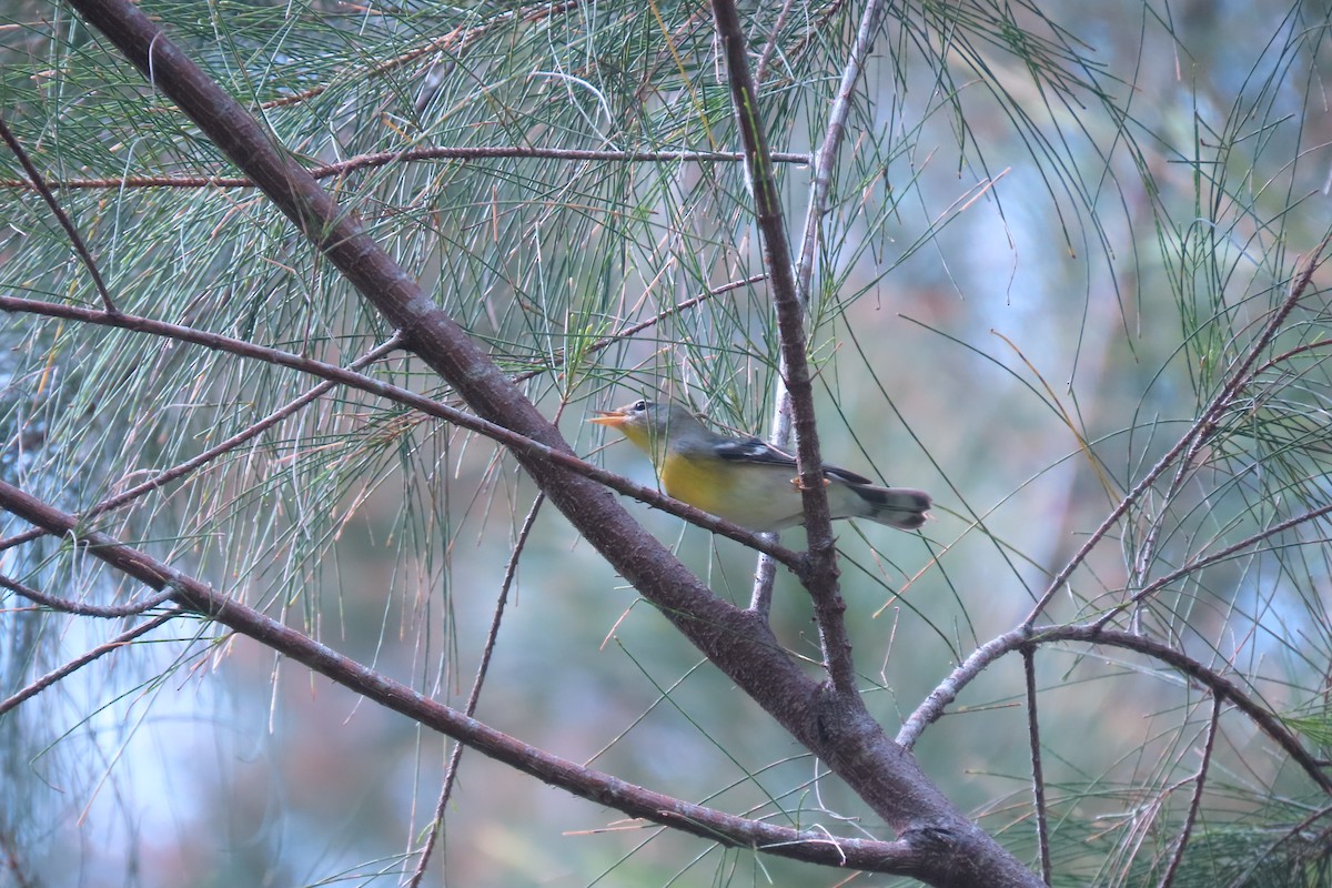 Northern Parula - ML647072483