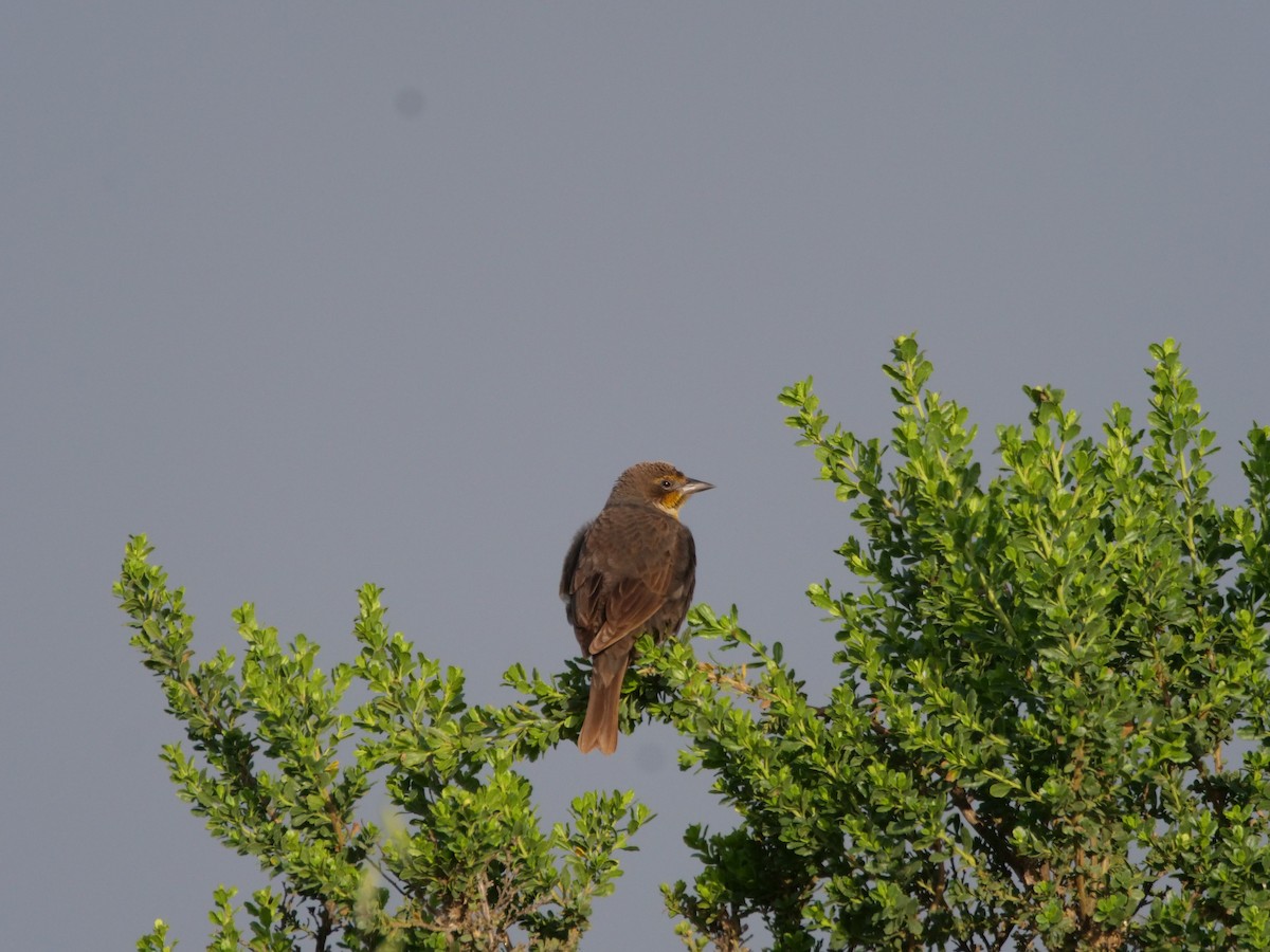Yellow-headed Blackbird - ML647072484