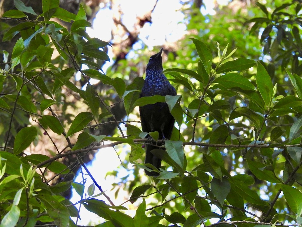 modravec siný - ML647072485