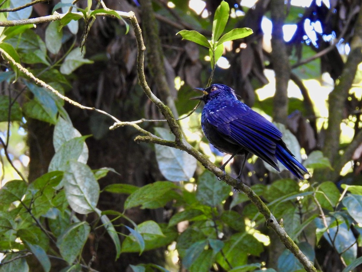 modravec siný - ML647072486