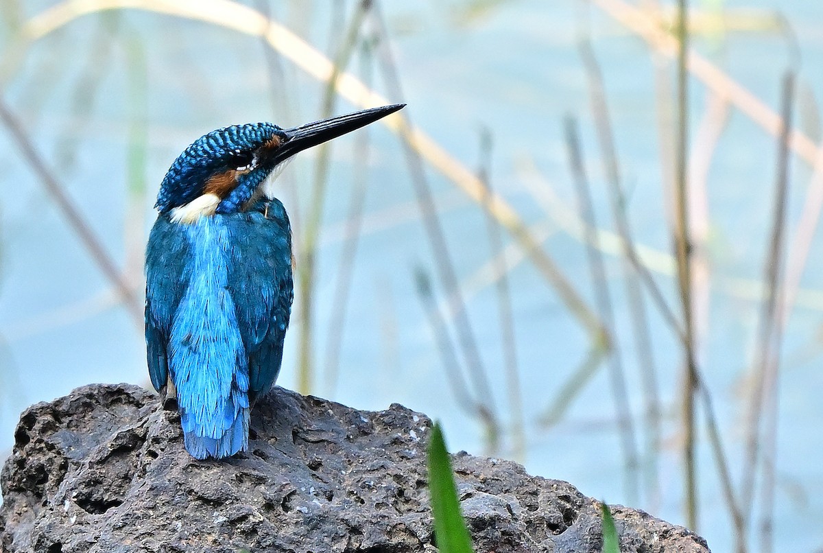 Common Kingfisher - ML647072489