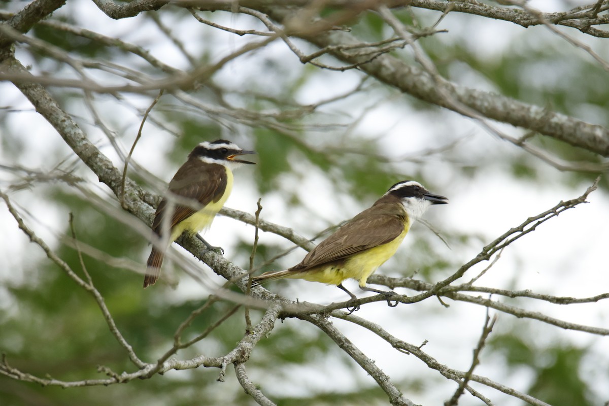 キバラオオタイランチョウ - ML647072490