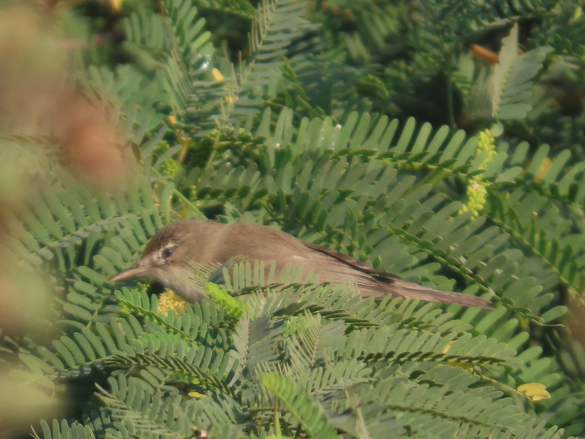 Blyth's Reed Warbler - ML647072491