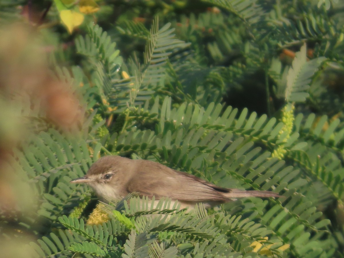 Blyth's Reed Warbler - ML647072492