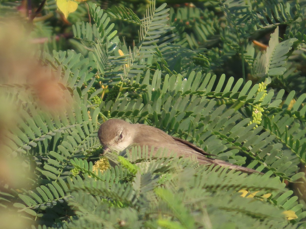 Blyth's Reed Warbler - ML647072493