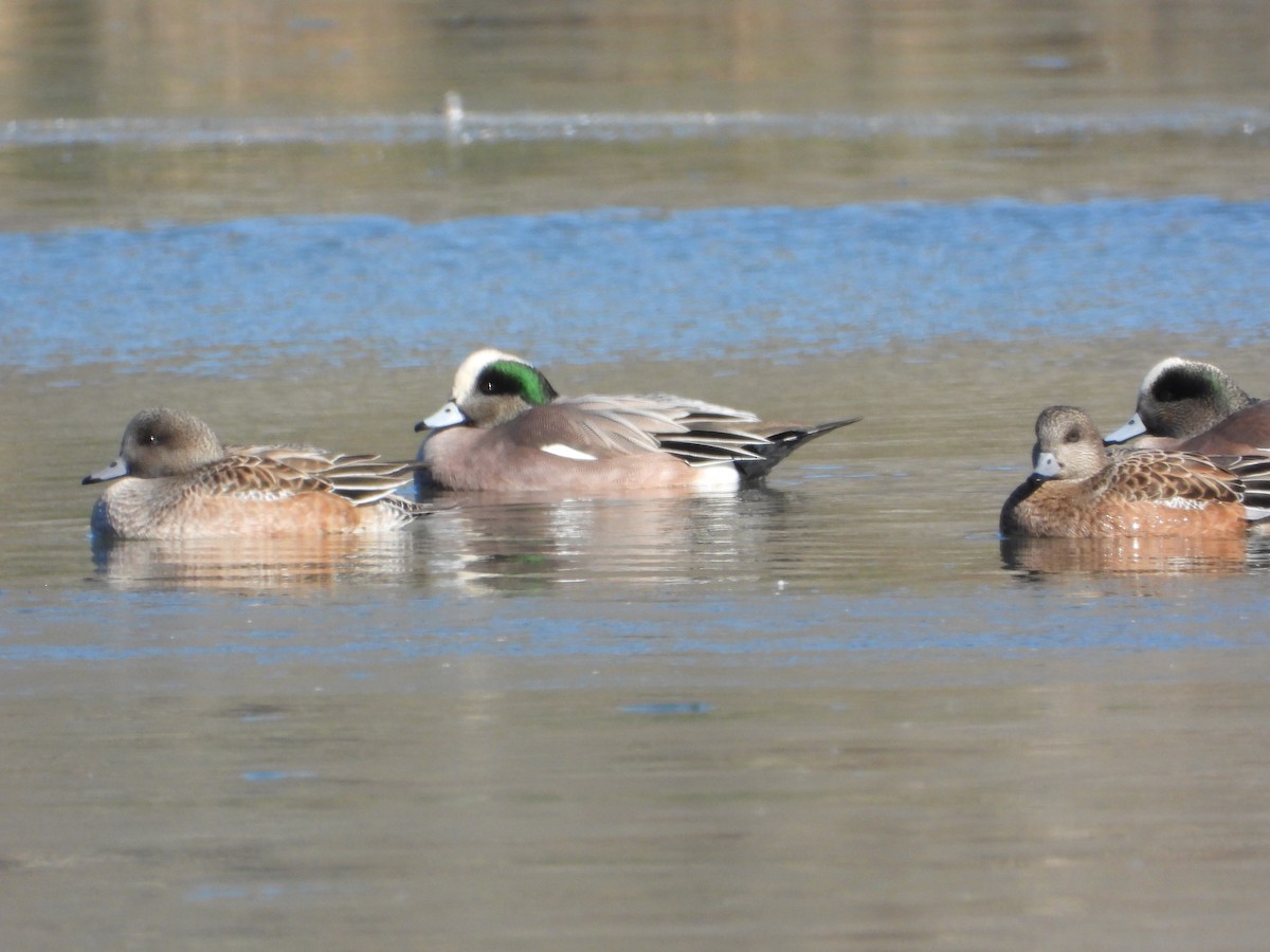 American Wigeon - ML647072494