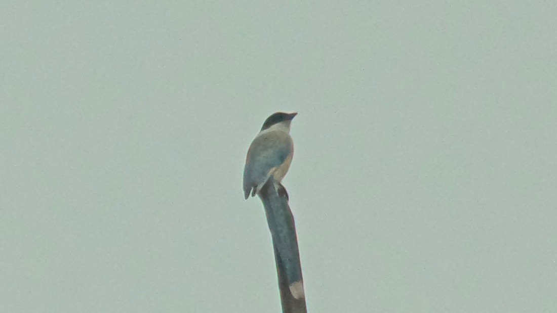 Azure-winged Magpie - ML647072496