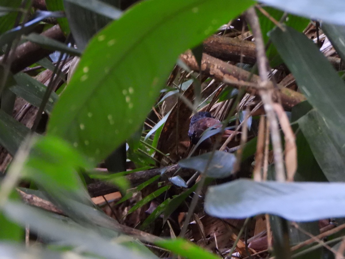 Chestnut-tailed Antbird - ML647072504
