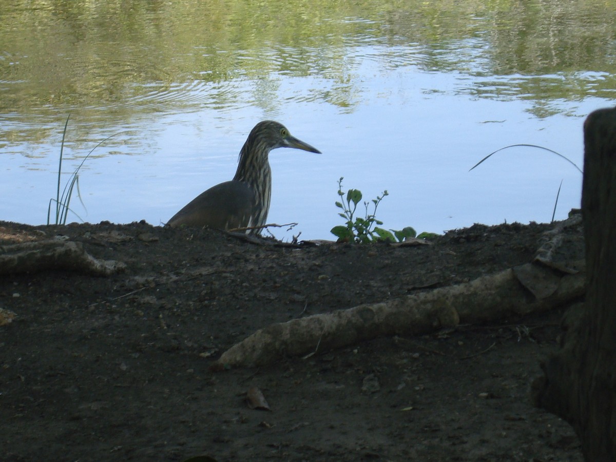 pond-heron sp. - ML647072505