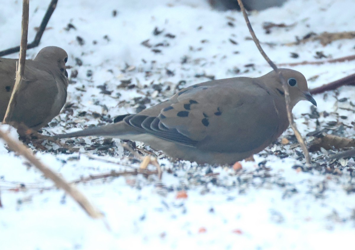 Mourning Dove - ML647072506