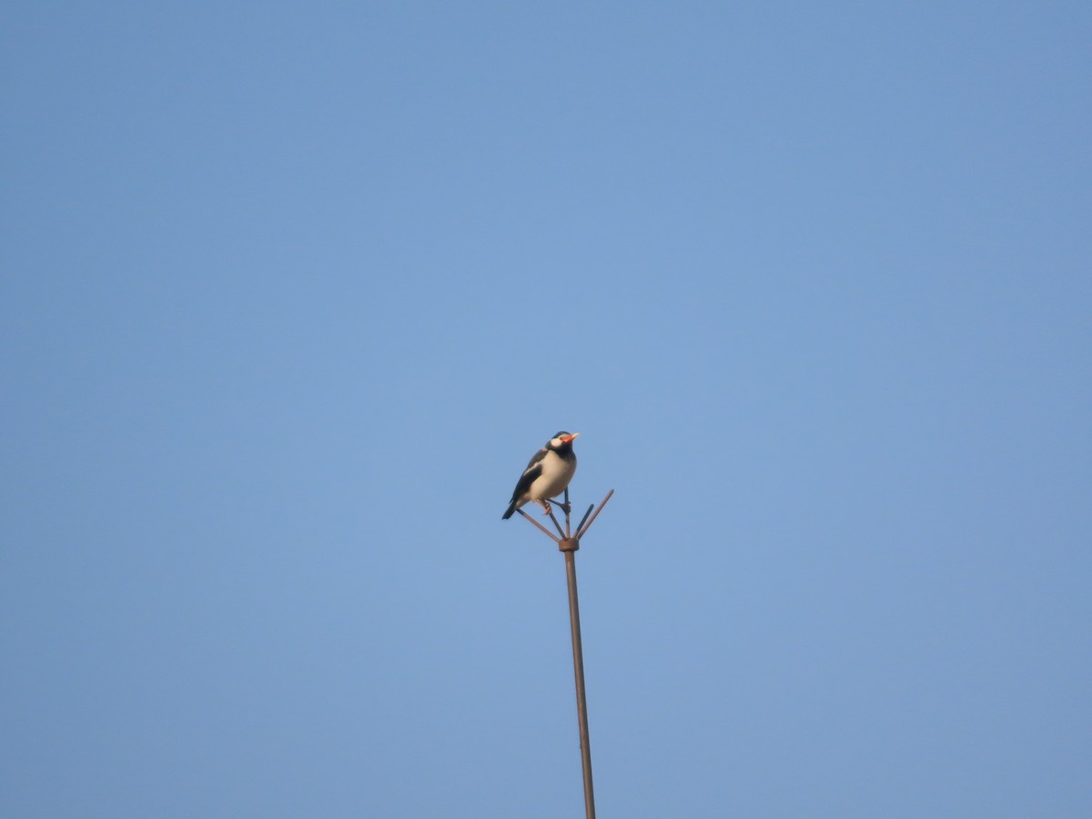 Indian Pied Starling - ML647072507