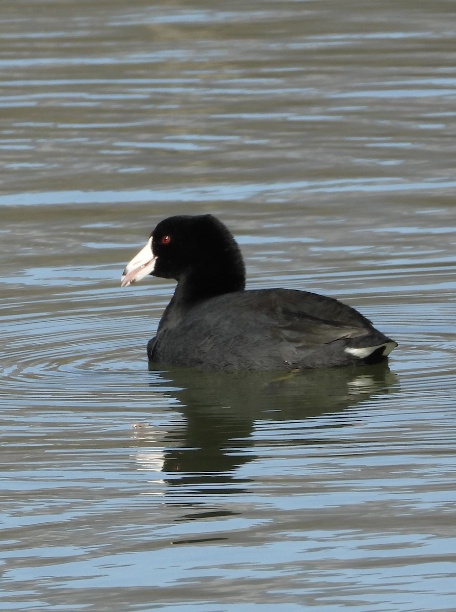 American Coot - ML647072508