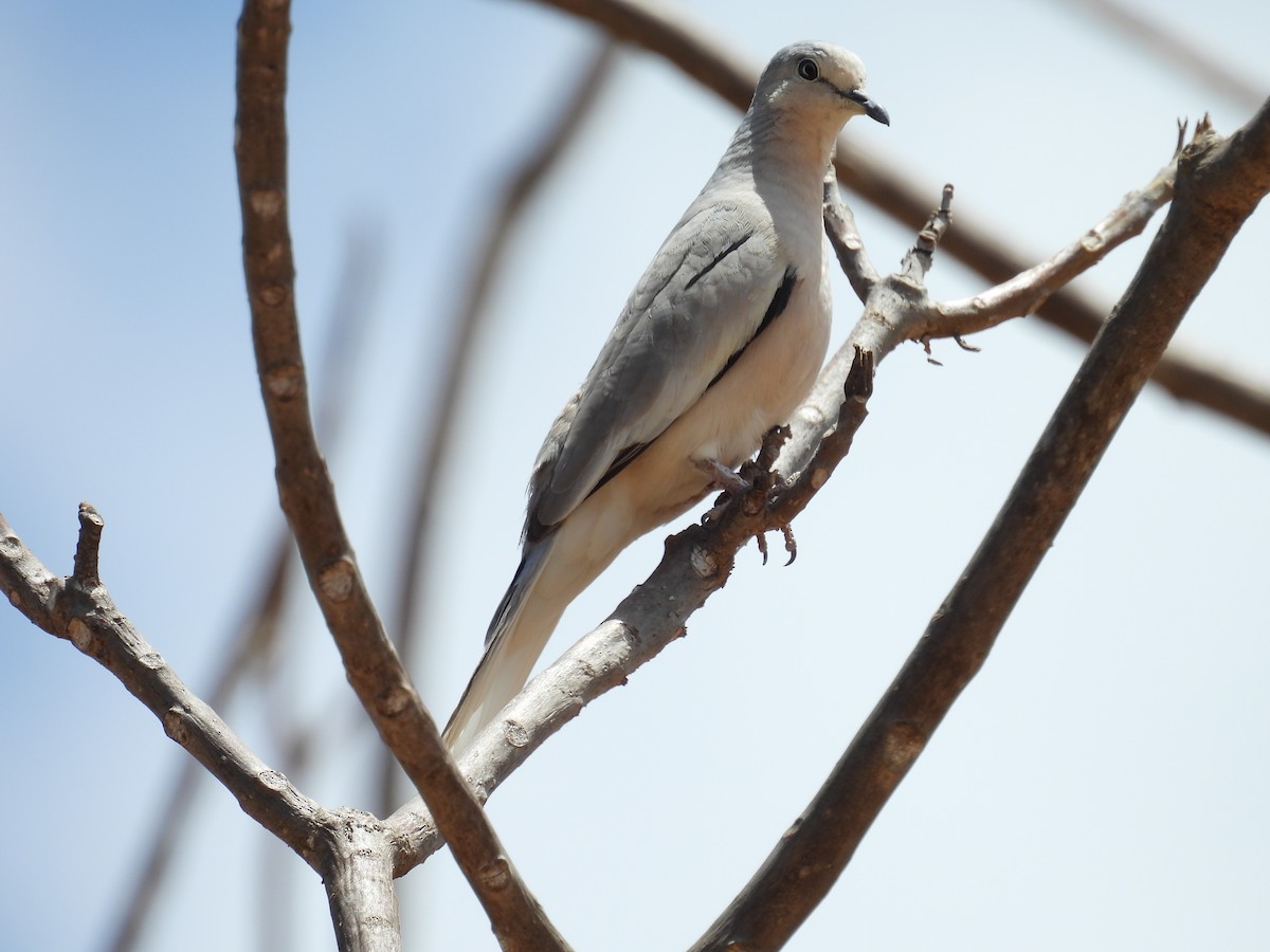 Picui Ground Dove - ML647072509