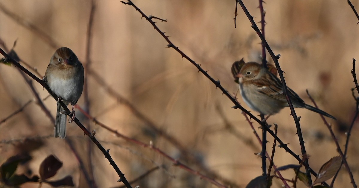Field Sparrow - ML647072510