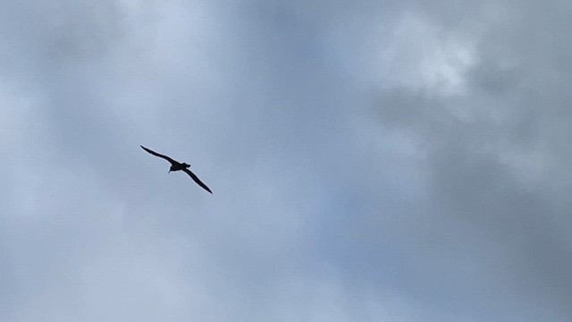 Albatros hauskara - ML647072511