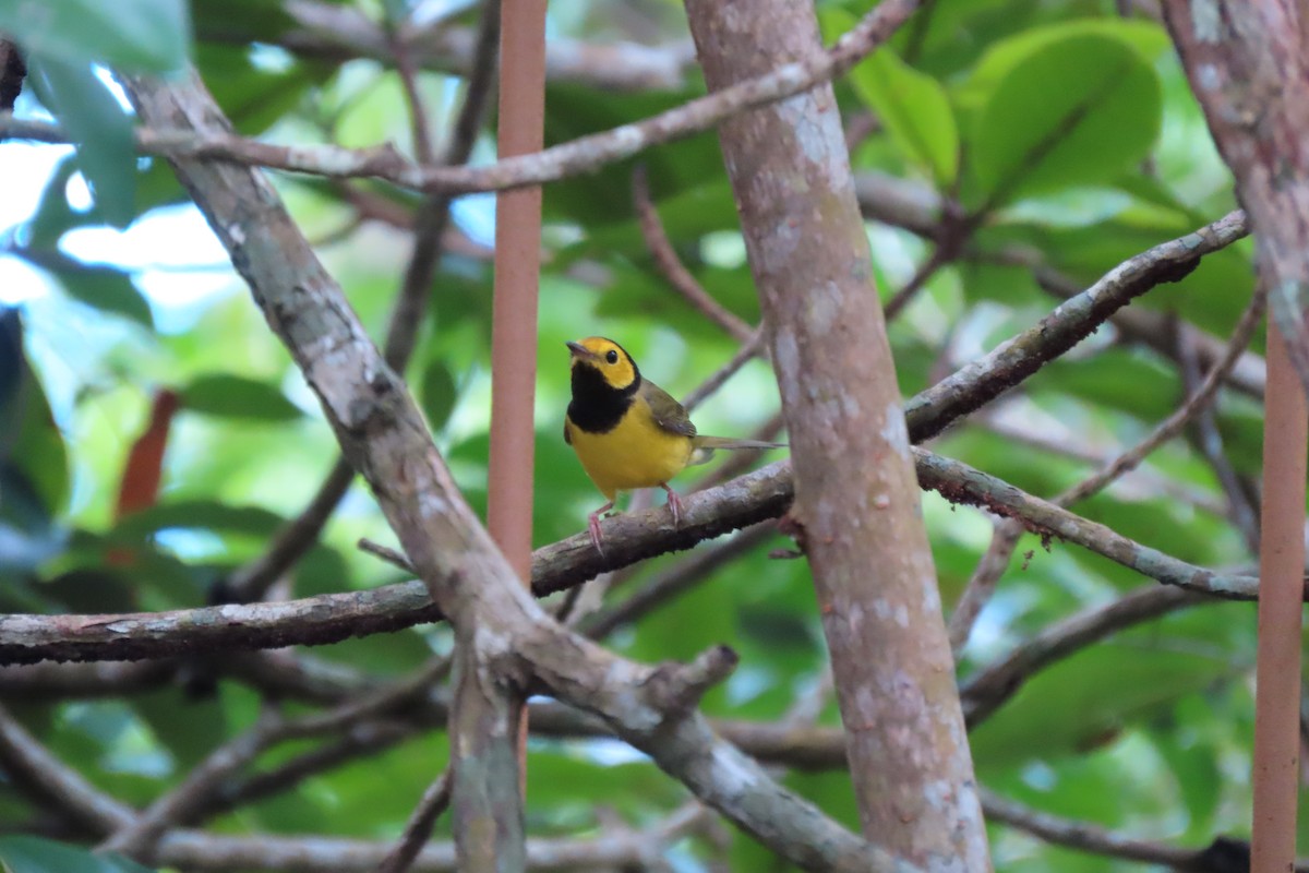 Hooded Warbler - ML647072512