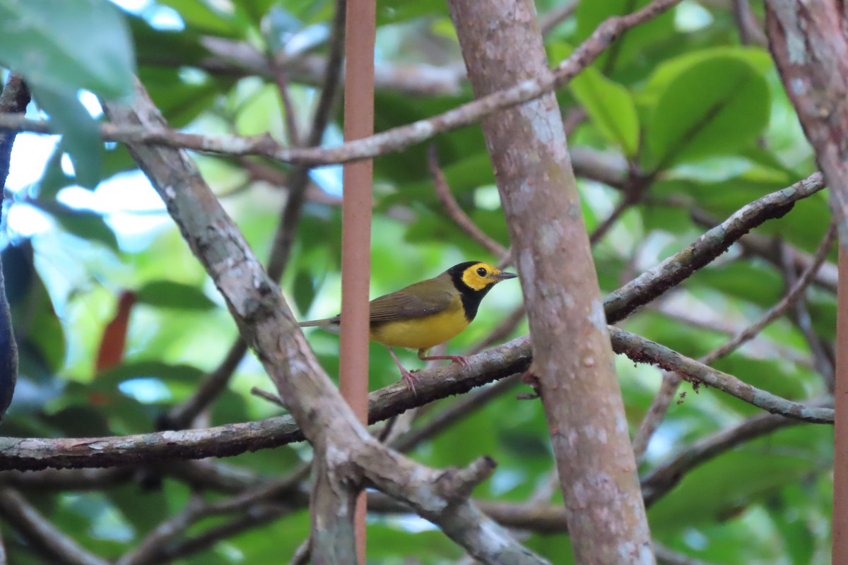 Hooded Warbler - ML647072513