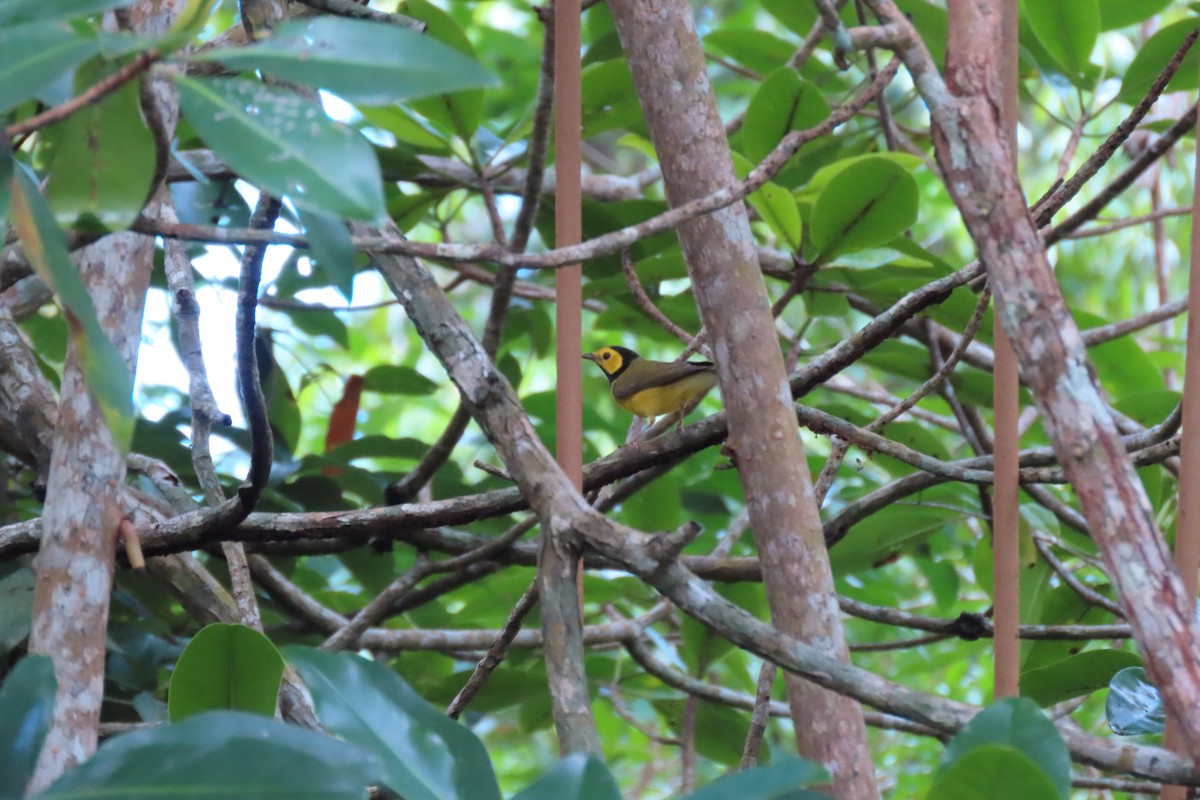 Hooded Warbler - ML647072514