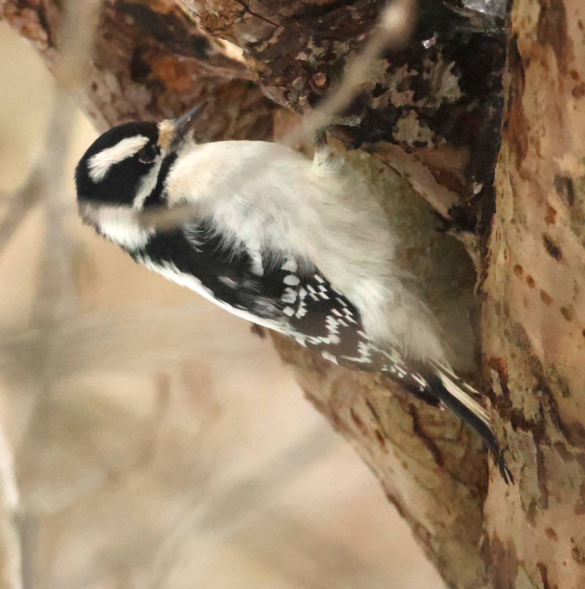 Downy Woodpecker - ML647072515