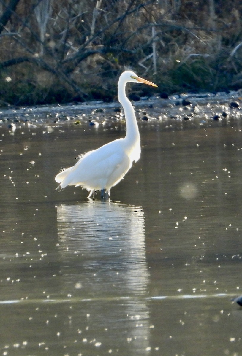 Great Egret - ML647072516