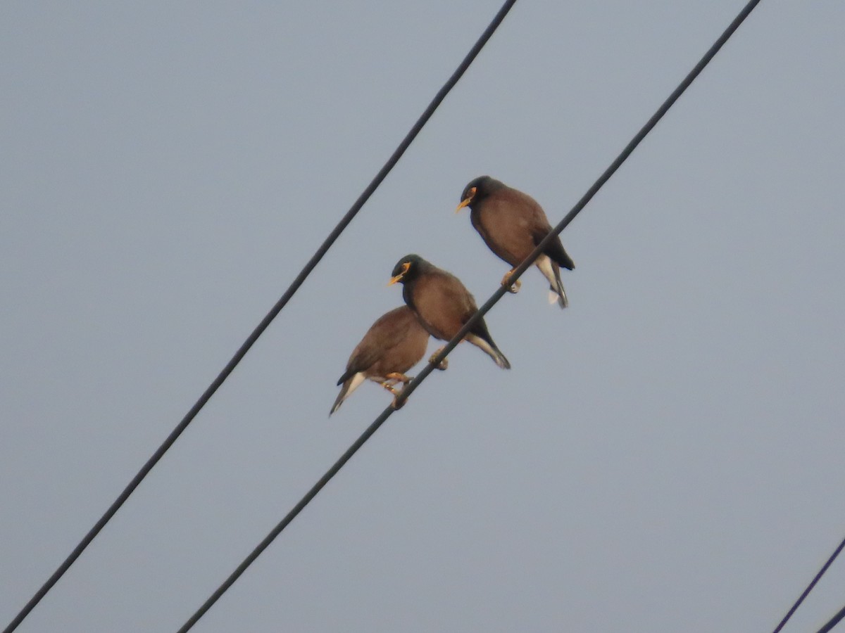 Common Myna - ML647072519