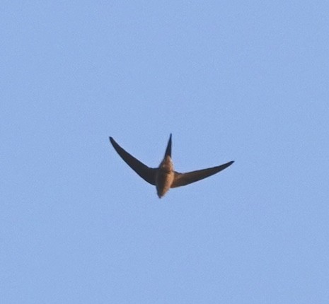 Asian Palm Swift - ML647072520